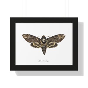 Death's-Head Moth - Framed Art Print
